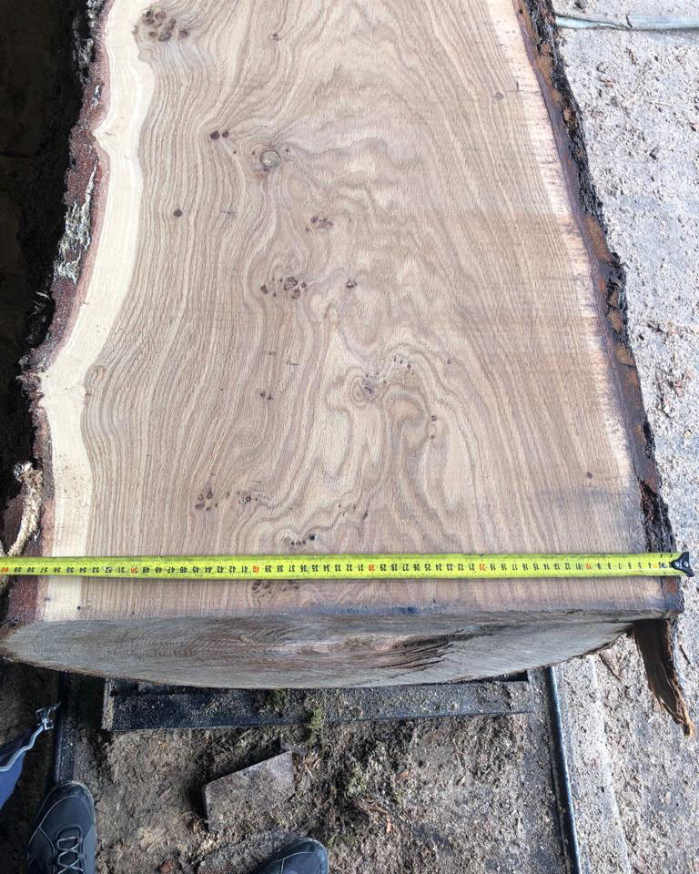 Дуб 60 см в разрезе