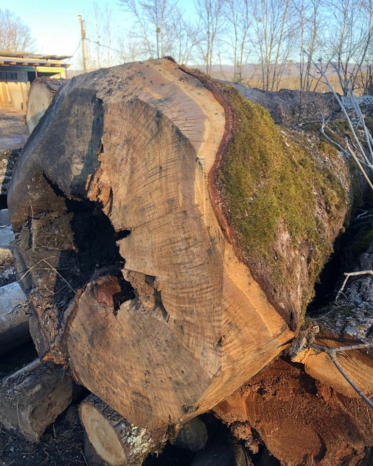 Вековой дуб